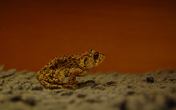 Prince Charming, carpet, wild, frogs, animals HD wallpaper