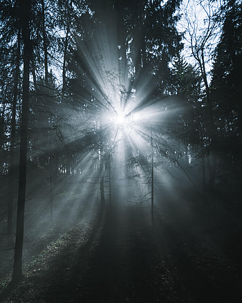 Music, Trees, Beams, Rays, Forest, Fog, Glow HD phone wallpaper