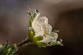 Strawberry flower, drops, close up HD wallpaper