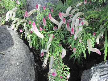 flowers at the Muttart conservatory of Edmonton Alberta 07, white, grey, graphy, garden, rocks, pink, green, nature, flowers HD wallpaper