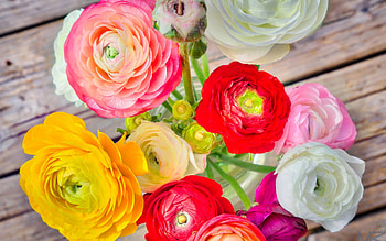 Botanical Old Tea Rose, Roses, Bouquet, , Colourful, Stunning, Flora, Rose HD wallpaper