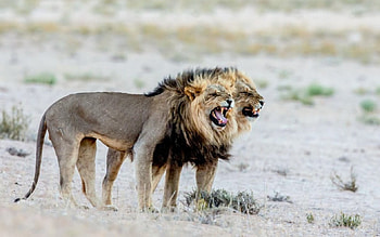 brothers, african, predators, art, male, lions HD wallpaper