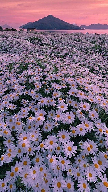 Flowers Aesthetic, Adorable, White HD phone wallpaper
