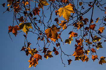 Nature, Leaves, Wood, Tree, Branches, Branch, Maple HD wallpaper