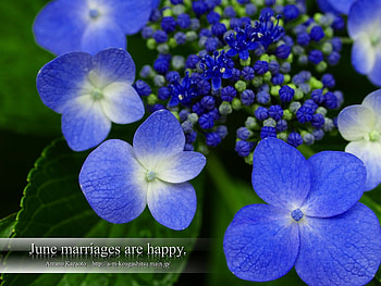 blue flower, online jobs, india, flower HD wallpaper
