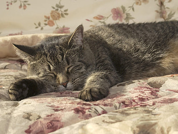Animals, Cat, Sleep, Dream, Bed, Paw HD wallpaper