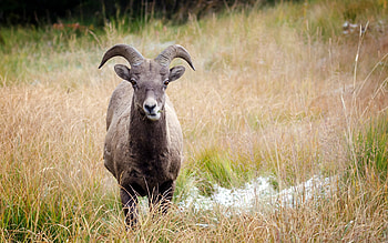 Bighorn Sheep, animal, nature, bighorn, sheep HD wallpaper