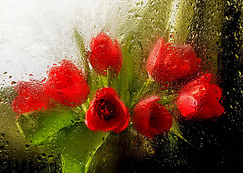 Rainy tulips, bouquet, rain, window, drops, vase, beautiful, flowers, tulips HD wallpaper