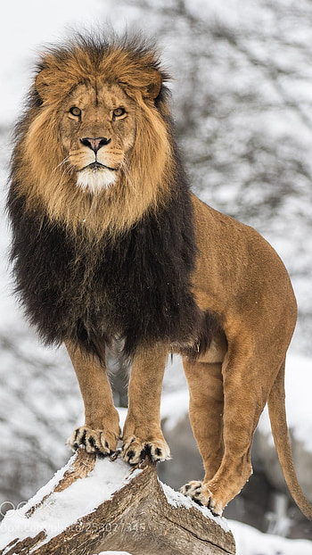 Lion, King Of Jungle HD phone wallpaper