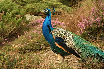 Colorful peacock showcasing feathers amidst a lush garden, vibrant nature capture. HD wallpaper