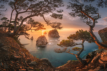 Sunset Sea, nature, Sunset, tree, Sea HD wallpaper