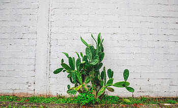 Flowers, Flower, Wall, Cactus HD wallpaper