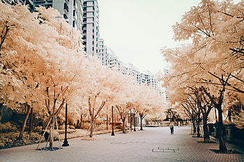 Pastel Street, landscape, street, trees, beautiful HD wallpaper