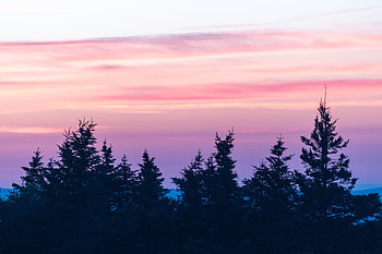Nature, Sunset, Pink, Clouds, Fir-Trees, Fog HD wallpaper