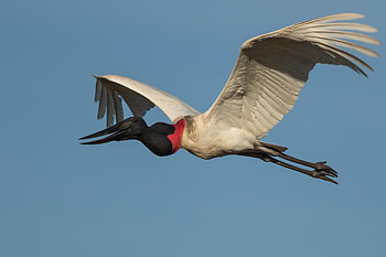 Jabiru Bird, Zoey Walker, Captivating, Birdwatching HD wallpaper