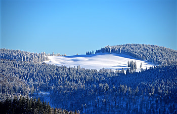 Black forest, tree, winter, landscape, sunny day HD wallpaper