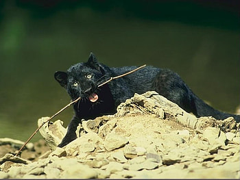 little black, romping, young panther HD wallpaper
