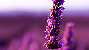 Lavender flower, Floral beauty, Purple blossoms, Nature's wonder HD wallpaper