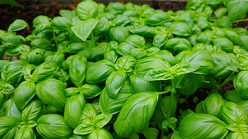Growing basil indoors, Grow lights, Herbswithin, Basil plant HD wallpaper