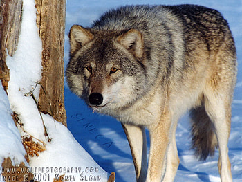 Alpha Wolf, grey wolves, wolves, animals, snow, pretty animals HD wallpaper