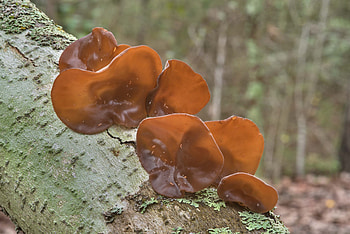 Wood Ear mushrooms, College station Texas, Food HD wallpaper