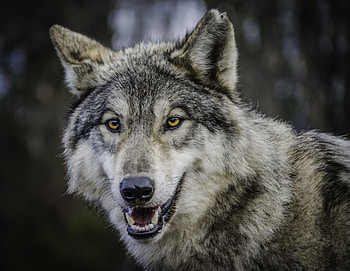 Gray Wolf, Wolf dog, Wolf husky, Wolf love HD wallpaper