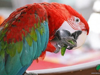 adi, birds, animals HD wallpaper