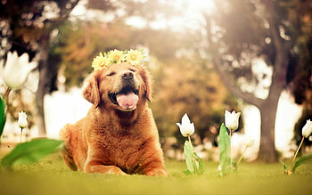 Dog, vibrant springtime, joyful dogs, nature HD wallpaper