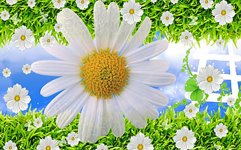Plants, Flowers, Background, Camomile HD wallpaper