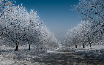 Landscape, Winter, Trees, Roads HD wallpaper
