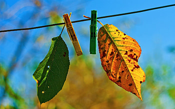 Nature, Autumn, Leaves, Clothespins, Fallen HD wallpaper