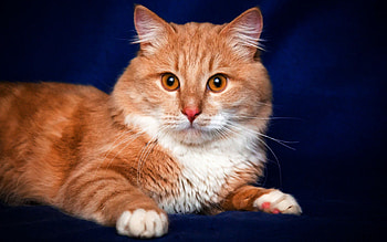 Animals, Cat, Muzzle, Sight, Opinion, Redhead HD wallpaper