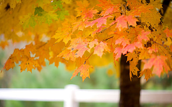 Maple tree leaves, Autumn , Nature's wonders, Serene landscapes HD wallpaper