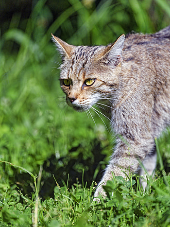 Animals, Grass, Cat, Sight, Opinion, Wild Cat, Wildcat HD phone wallpaper