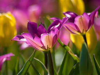 Tulips, purple, garden, nature, flowers HD wallpaper