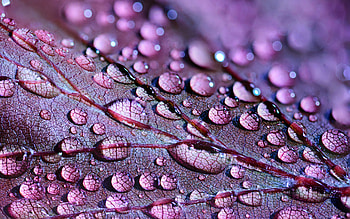 Water Drops On Leaves, drops, water, leaves, leaf, nature, macro HD wallpaper