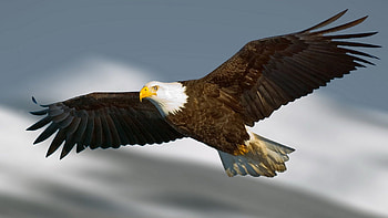 Bald Eagle, Powerful flyer, Soaring high, Eagle HD wallpaper