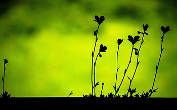 Nature, black, mood, plant, light, love, green, hearts, macro HD wallpaper