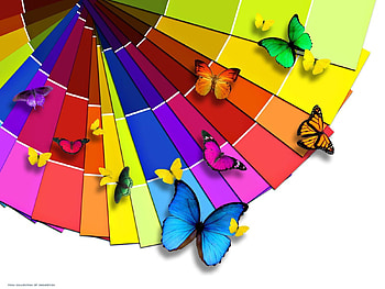 Butterflies, Insects, Rainbow HD wallpaper