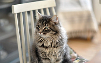Animals, Sit, Cat, Fluffy, Chair HD wallpaper