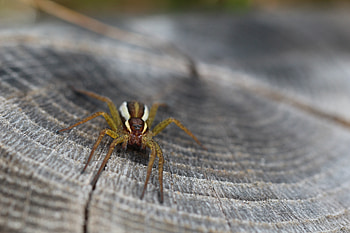 Macro, Close-Up, Insect, Spider HD wallpaper
