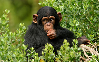 Animals, Grass, Sit, Monkey, There Is, Eat HD wallpaper