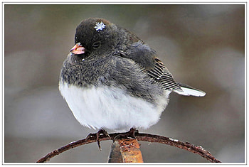 Dark-eyed Junco, animal, songbirds, bird, graphy, Junco, beautiful, avian, wide screen, wildlife, Darkeyed Junco HD wallpaper