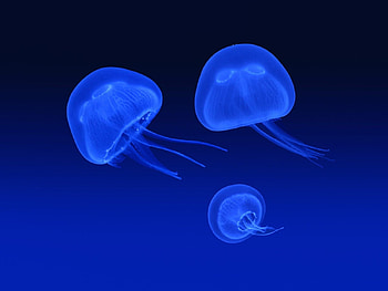 Animals, Sea, Jellyfish HD wallpaper