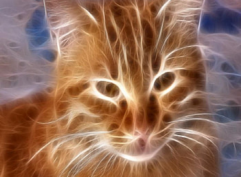 cedi, kitty, fire HD wallpaper