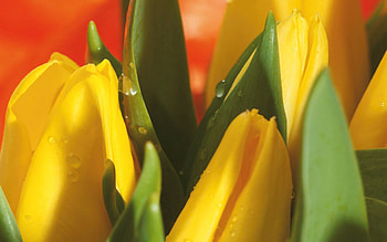 Flowers, Leaves, Tulips, Drops, Macro, Bouquet HD wallpaper