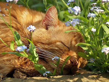 Forget-Me-Not Ever, cute, cat, flowers, sleeping, ginger HD wallpaper