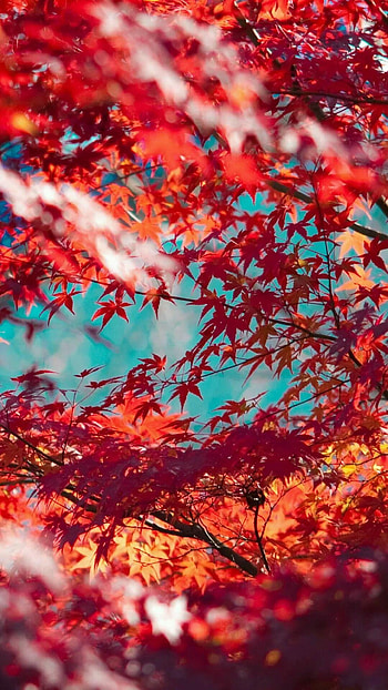 Maple leaf tree, Serene backdrop, Natural beauty, Tranquil setting HD phone wallpaper