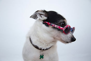 Adorable Jack Russell wearing stylish floral sunglasses, side profile view. HD wallpaper