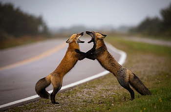 Squabbling foxes, Mammalia, Animalia, Carnivora, Fox, Canidae HD wallpaper